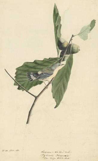 Magnolia Warbler (Setophaga magnolia), Study for Havell pl. 50