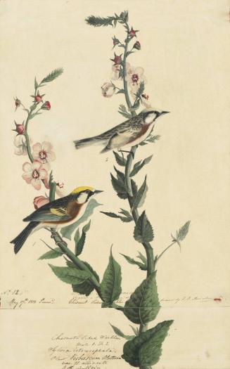 Chestnut-sided Warbler (Setophaga pensylvanica), Study for Havell pl. 59