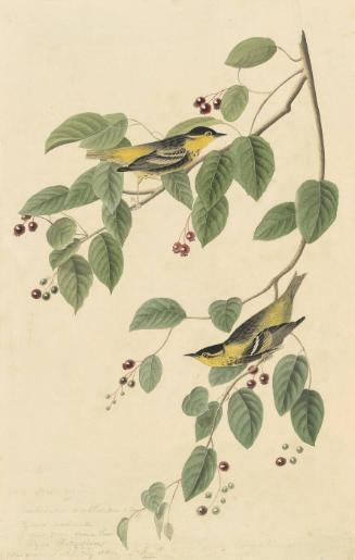 Carbonated Swamp Warbler (Dendroica carbonata)?, Study for Havell pl. 60