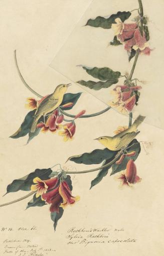 Yellow Warbler (Setophaga petechia), Study for Havell pl. 65