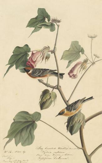 Bay-breasted Warbler (Setophaga castanea), Study for Havell pl. 69