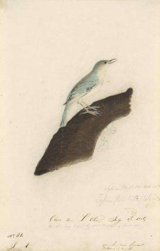 Unidentified Songbird: "Sylvia trochitus delicata"