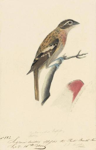 Rose-breasted Grosbeak (Pheucticus ludovicianus); sketch of the underside of a wing