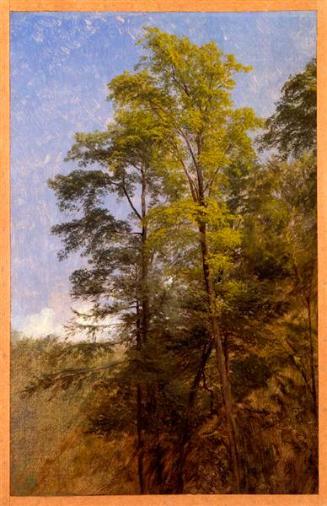 Tree Study, Catskill Clove, New York