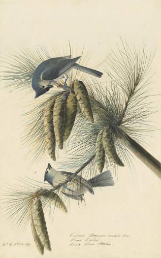 Tufted Titmouse (Baeolophus bicolor), Study for Havell pl. 39