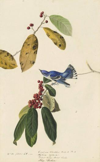 Cerulean Warbler (Setophaga cerulea), Study for Havell pl. 48