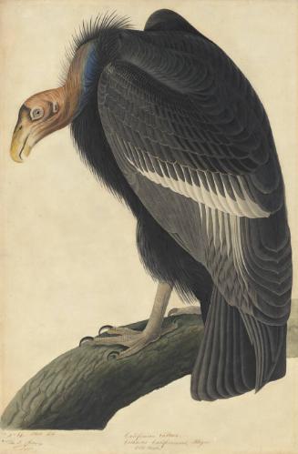 California Condor (Gymnogyps californianus), Havell plate no. 426