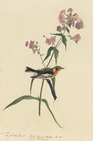 Blackburnian Warbler (Setophaga fusca), Study for Havell pl. 135
