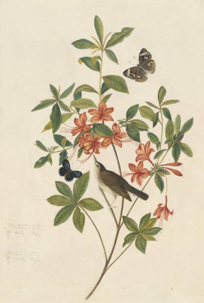 Swainson's Warbler (Limnothlypis swainsonii), Study for Havell pl. 198; six studies of bills and claws