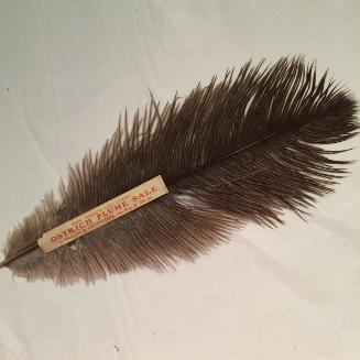 Ostrich feather plume