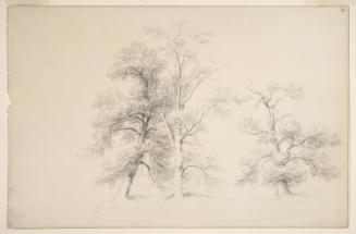 Study of Three Trees; from the disassembled "Kingston Sketchbook"; verso: tree sketch