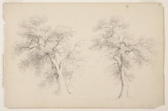 Study of Three Trees; from the disassembled "Kingston Sketchbook"