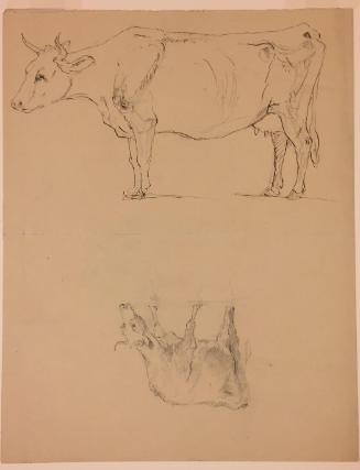 Sketches of Five Cows; verso: sketches of tree branches and cow limbs