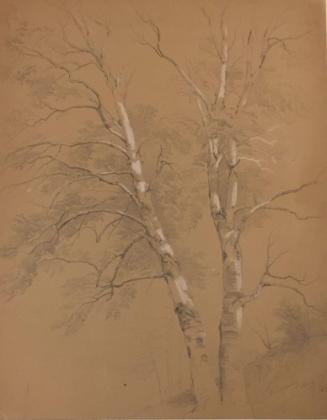 Study of Two Birch Trees, North Conway, New Hampshire