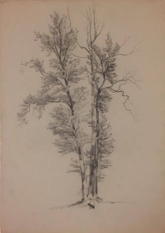 Study of Three Trees