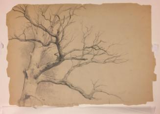 Study of Tree Branches, Fishkill Landing, New York