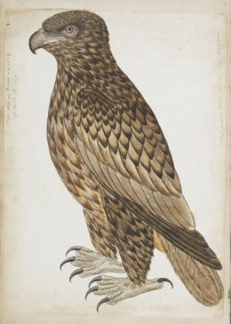 Spotted Eagle (Aquila clanga), Female