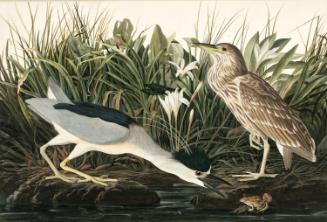 Black-crowned Night-Heron (Nycticorax nycticorax), Study for Havell pl. 236
