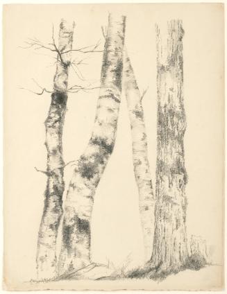 Study of Four Tree Trunks (Three Birches)
